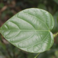 Anamirta cocculus (L.) Wight & Arn.